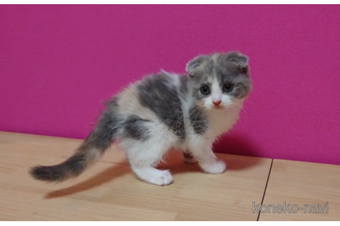 成約済の東京都のスコティッシュフォールド(折れ耳)-71499の4枚目